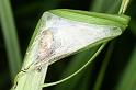 Larinioides_cornutus_D3097_Z_85_Loosdrechtse plassen_Nederland